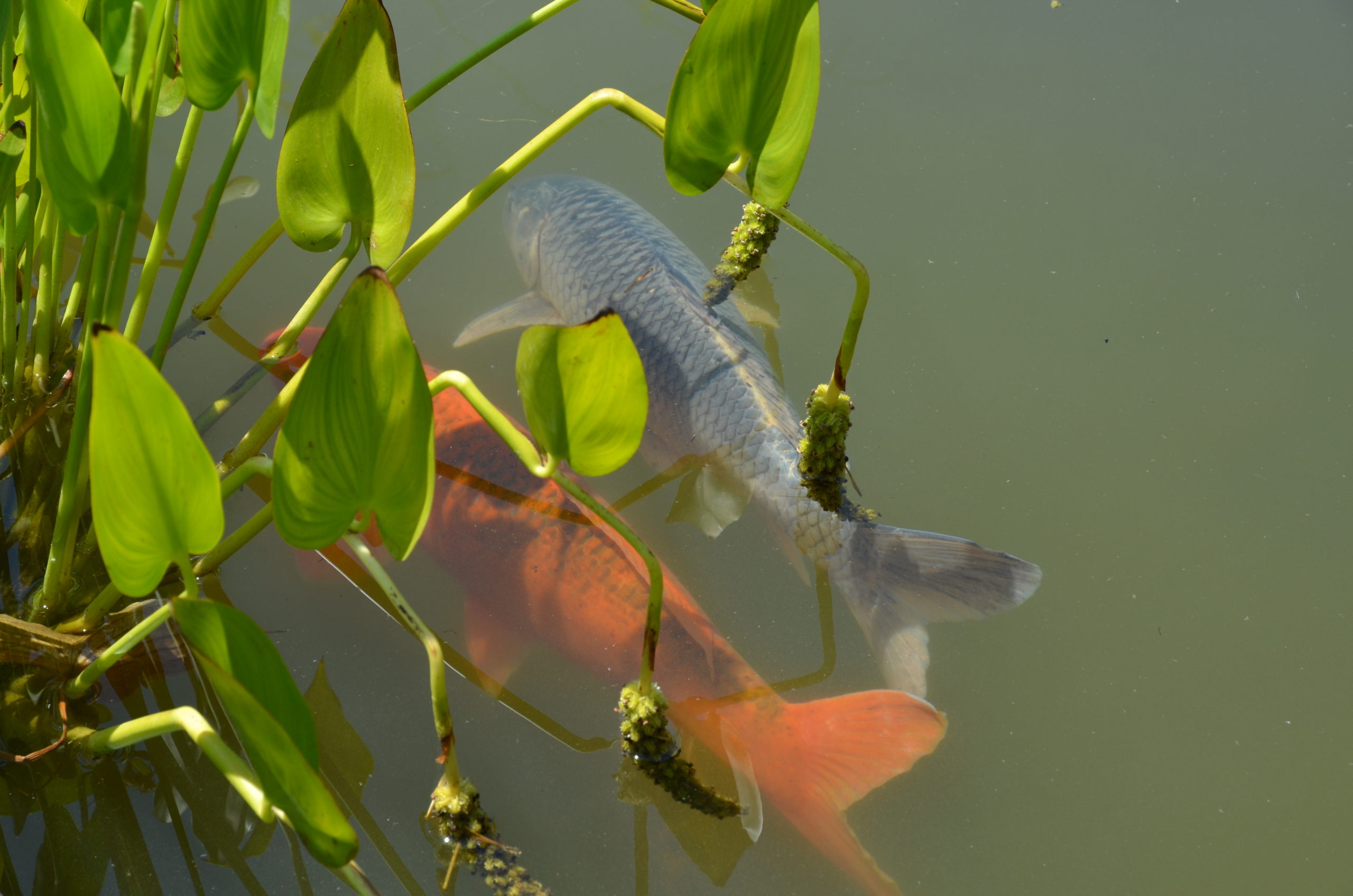 В воде плавает золотистая и серебристая рыба снаружи зеленые растения