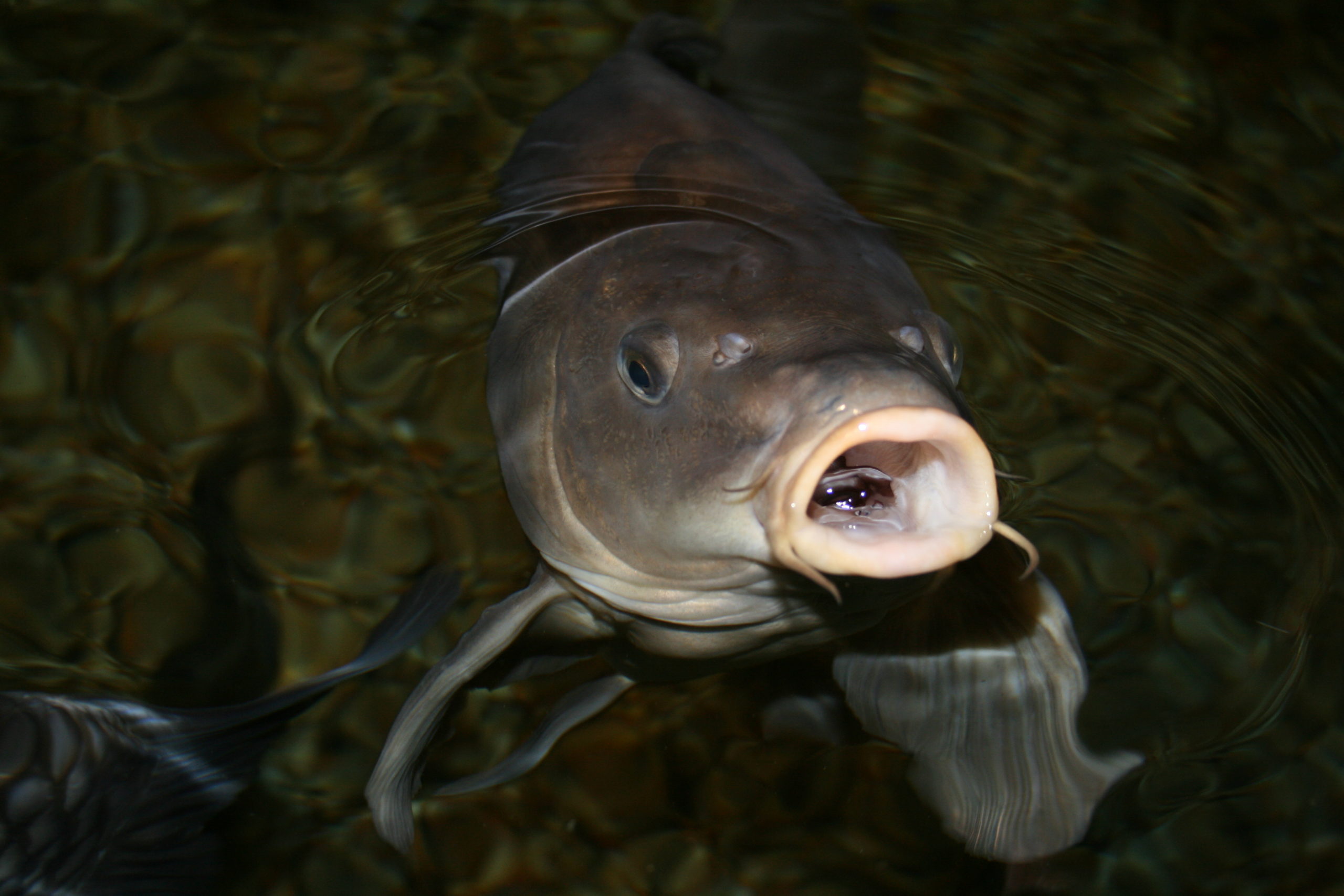 Рыба выглядывает из воды с открытым ртом
