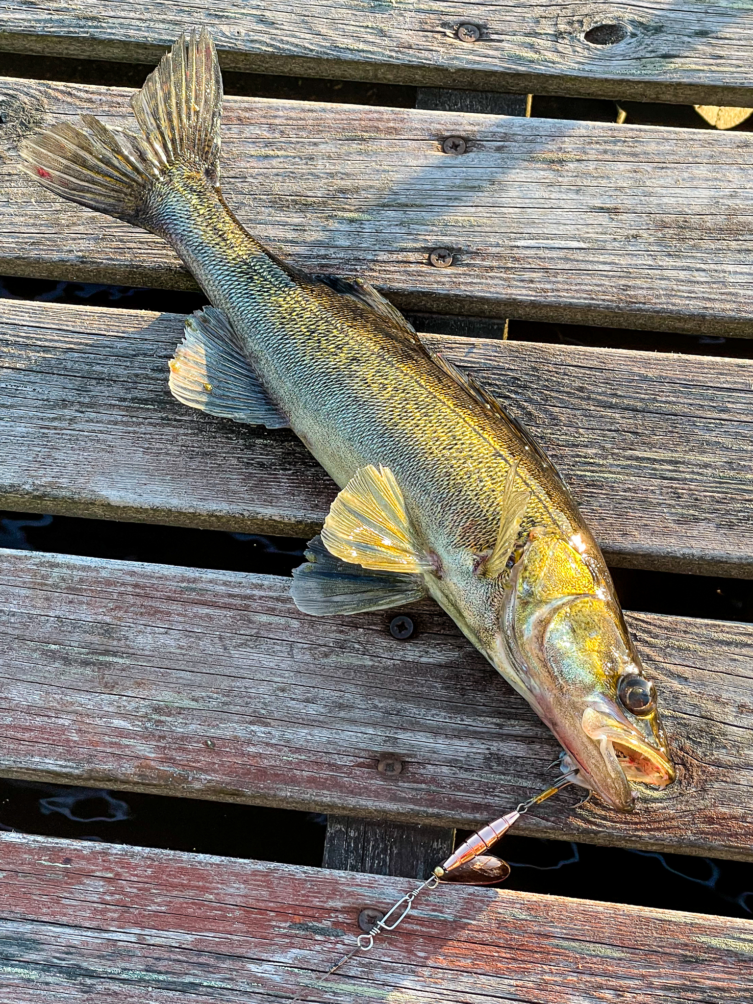 Пойманная золотистая рыба лежит на деревянных досках