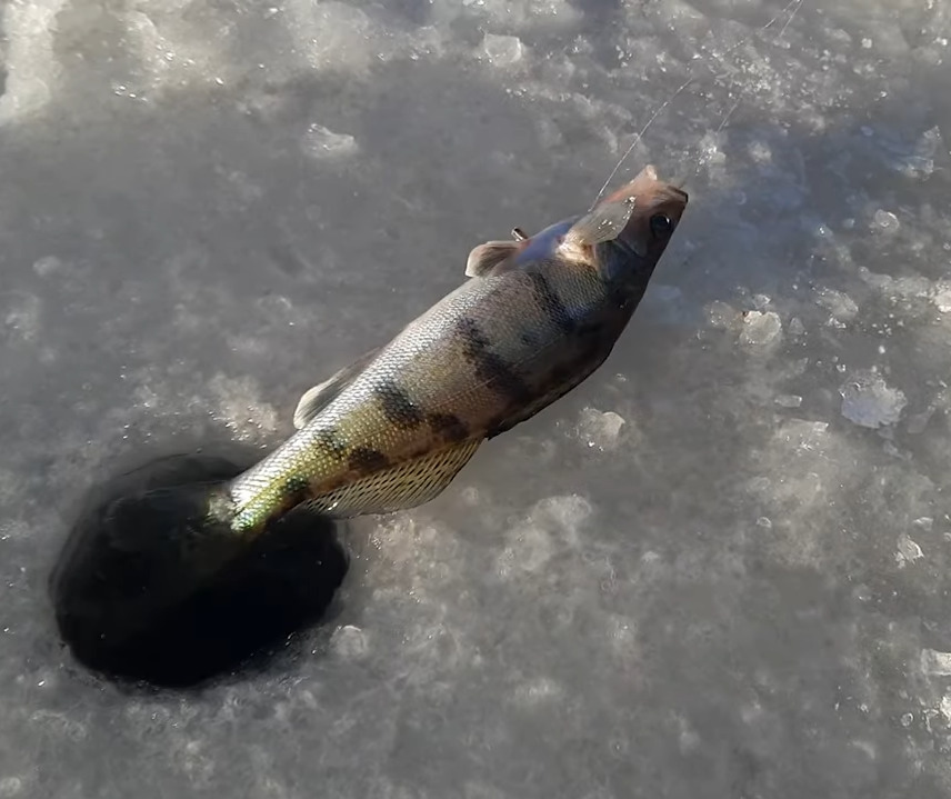 Пойманного берша вытягивают через лунку на льду
