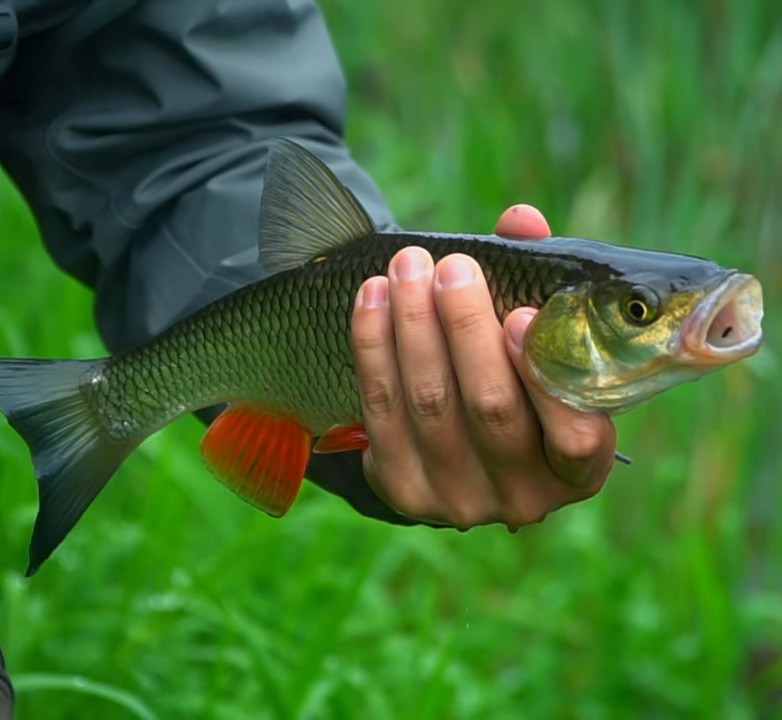 Голавль в руке рыбака на фоне зеленой травы