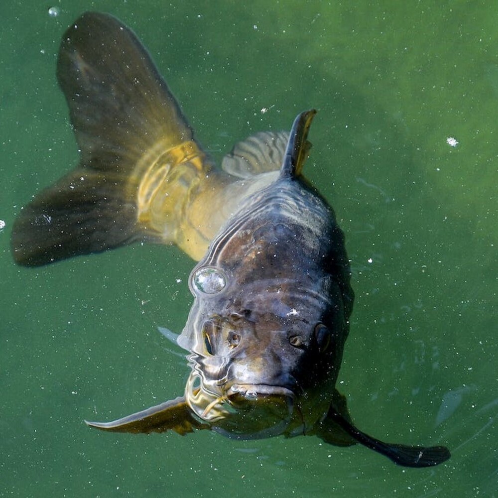 Крупная рыба в прозрачной зеленоватой воде
