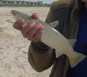 Небольшой пеленгас в руках рыболова
