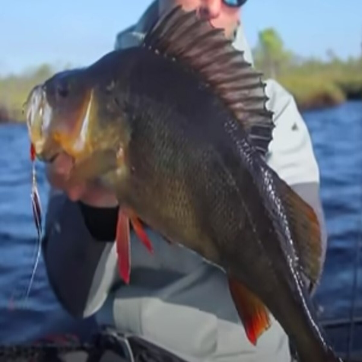 Крупная рыба с раскрытым плавником на спине в руках рыбака
