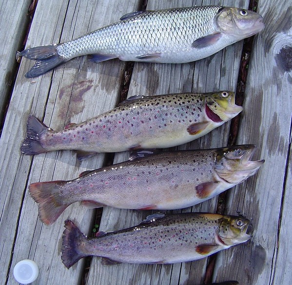4 рыбы на деревянной поверхности для РКО