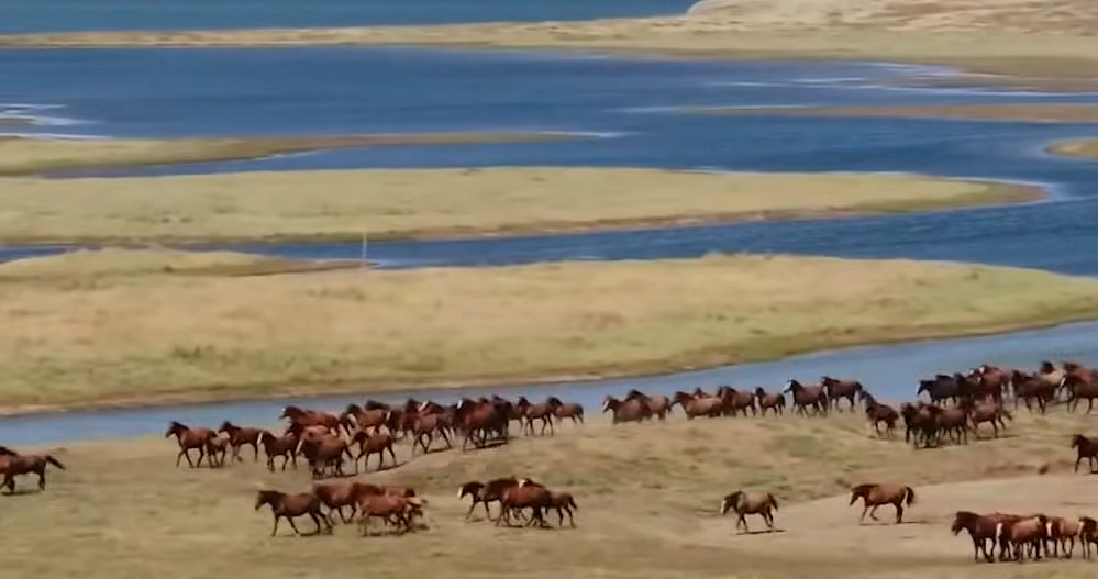 Лошади бегущие по берегу реки Дон для РД2