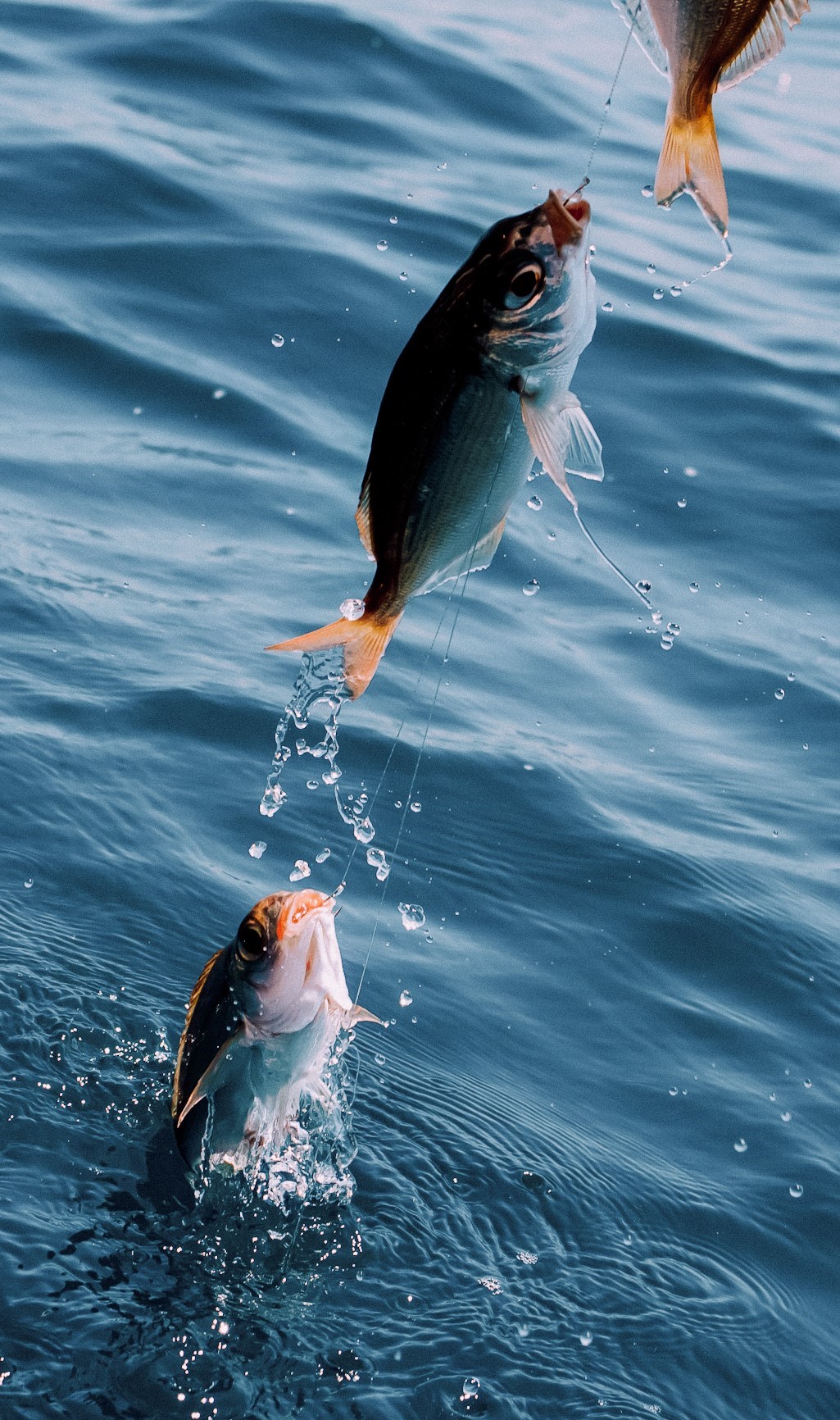 Три пойманных рыбы над водой для РКО 3