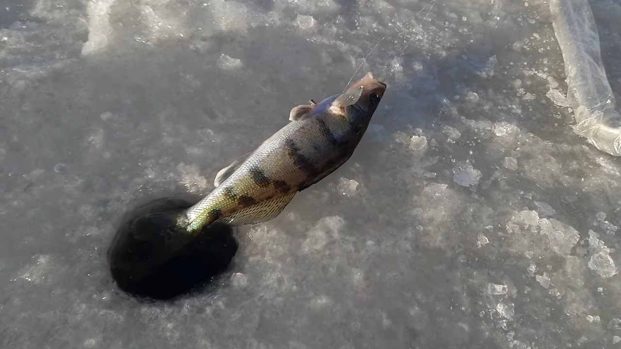 Пойманного берша достают из лунки во льду зимой для РА