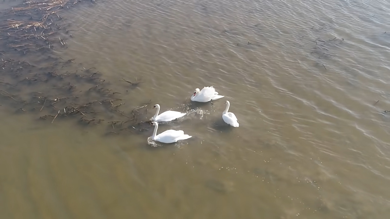 4 лебедя на воде для РВ