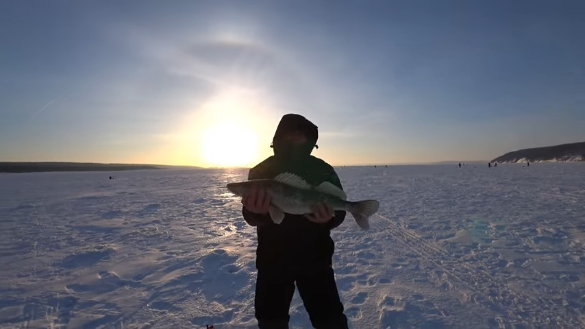 Рыбак держит пойманного зимой со льда судака для РВ