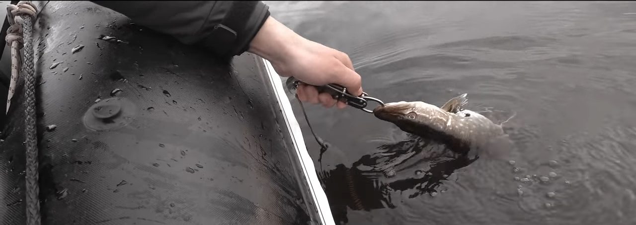 Пойманную рыбу вытягивают из воды при помощи липгрипа