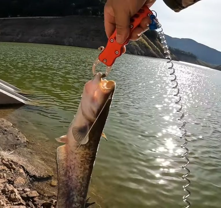 Рыбу держат при помощи липгрипа на фоне воды
