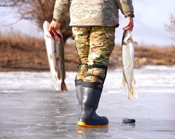 Рыбак несет несколько пойманных щук по льду